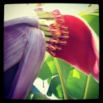 Dwarf Ducasse Flower