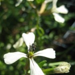 Australian Stingless Bees on Rocket Flowers