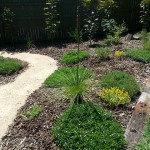 Native Garden with Flowering Grass Tree (Xanthorrhoea johnsonii)