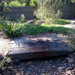 Native Garden 12 Months After Planting