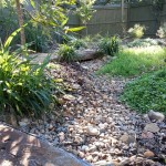 Native Garden 12 Months After Planting