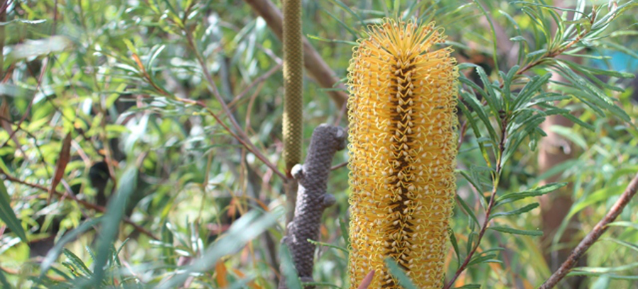 Banksia spinulosa