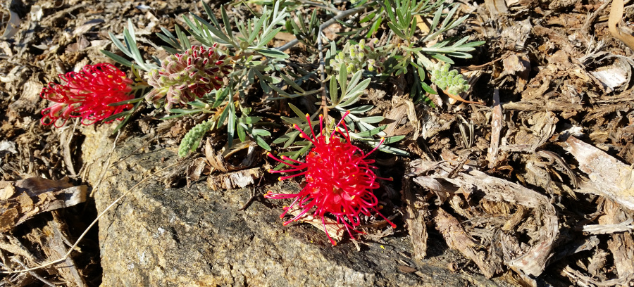 Red Grevillea