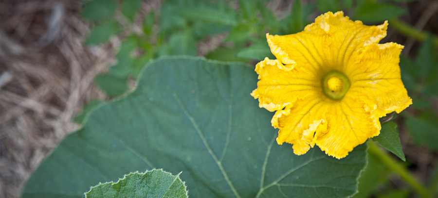 Pumpkin Flower